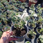 Bršlen Fortuneov (Euonymus fortunei) ´SILVER QUEEN´ - výška 10-15 cm, kont. C2L
